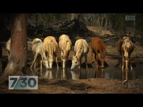 Australia's wild desert horses: 'This environment tests them to their limits' | 7.30