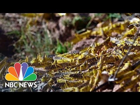 The 2020 East Africa locust plague