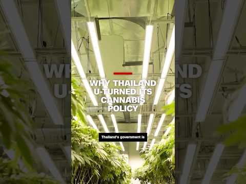 CNN: why Thailand reversed its cannabis policy