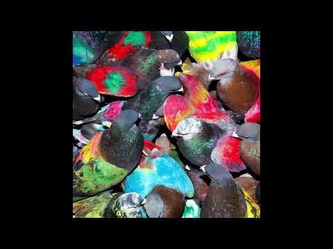 Blawan — NOS