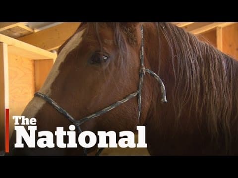 Wild Horses Given Birth Control