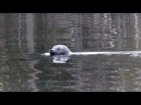 Sea Shepherd Volunteers Spot Critically Endangered Saimaa Ringed Seal at Haukivesi (Finland)
