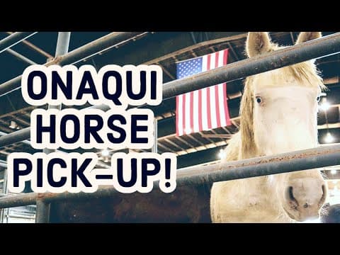 Onaqui Wild Horse Adoption Event