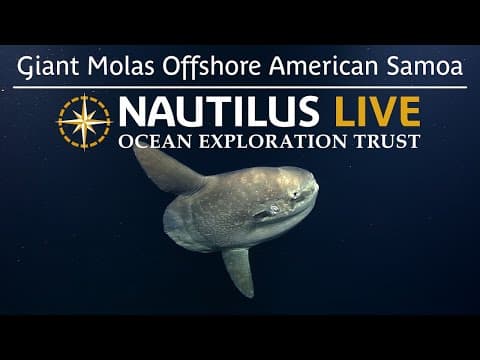 Giant Molas Spotted Deep Offshore American Samoa | Nautilus Live