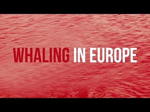 Operation Bloody Fjords: Sea Shepherd Prepares Legal Proceedings