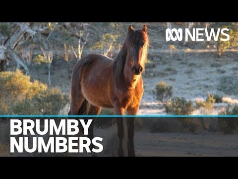 Treasured Australian icon or destructive feral pest? The brumby debate still rages in NSW | ABC News