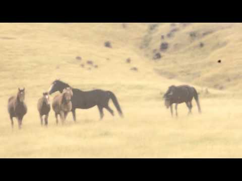Wild kaimanawas 2011.m4v