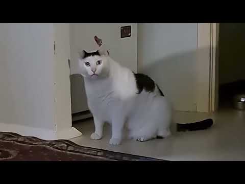 Huh Cat Original Video