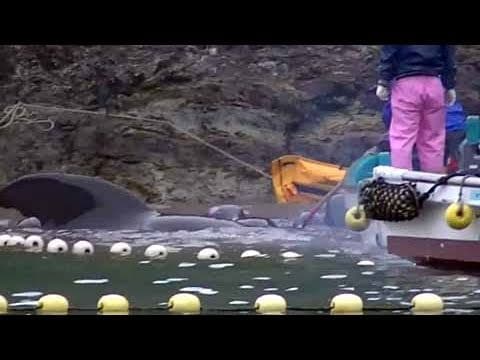 Pilot Whales in the killing cove in Taiji, Japan. May 5, 2011