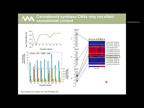Recent advances in Cannabis sativa genomics