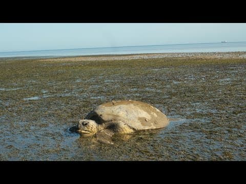 Rescuing a Loggerhead Turtle on Quandamooka Country / Australia
