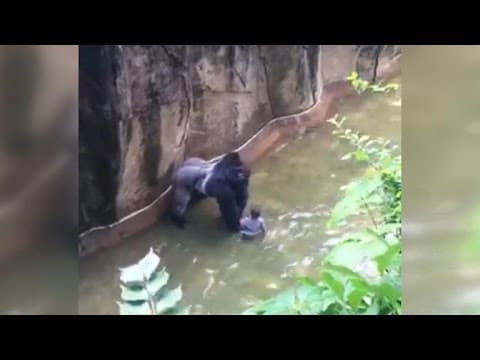 No charges for parents in death of gorilla at Cincinnati Zoo: CBS News