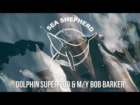 The MV Bob Barker visited by a dolphin super pod