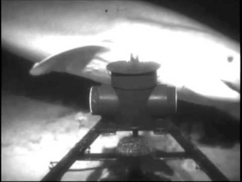 Bioluminescence 2009: Six-gill Shark Mystery