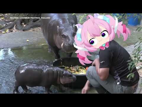 Chibidoki Wants a Moo-deng for Christmas!