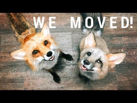 Juniperfoxx | We Moved!