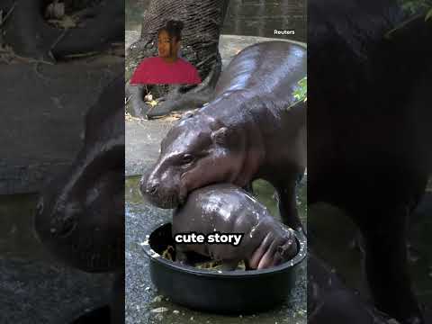 People are throwing things at Moo Deng? Zoo director warns visitors
