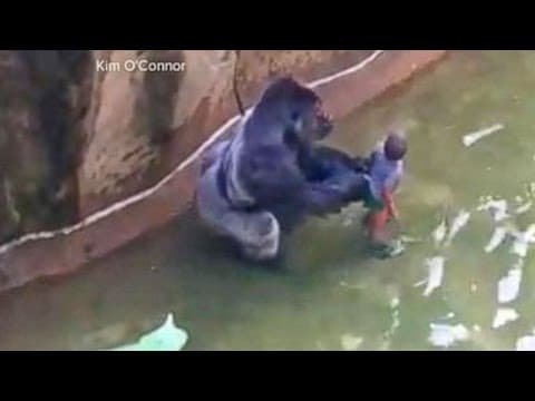 Gorilla Killed After Child Falls Into Zoo Habitat