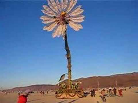 'Miracle Gro' giant flower, 2005