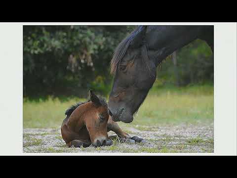 Bias Speaker Series, May 18, 2023: A History of the Banker Horses