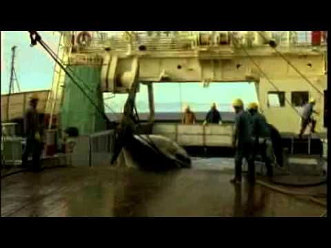 Watson declares anti-whaling victory