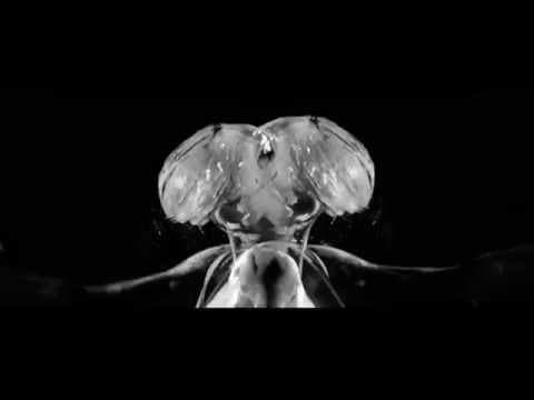 Go March - Lighthouse (official video)