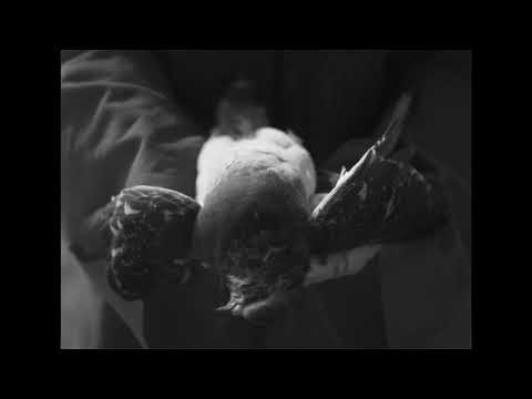 Amenra — A Solitary Reign