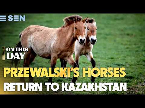 5th June | On This Day | Przewalski's Horses Return to Kazakhstan