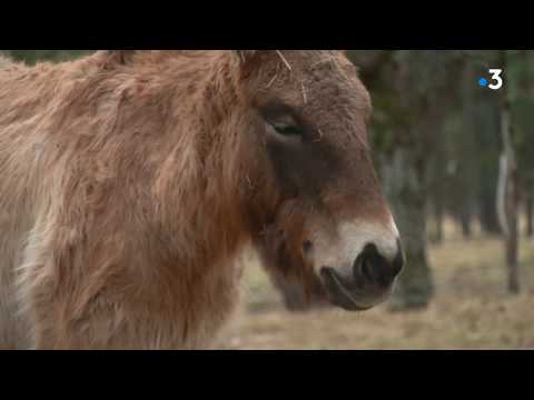 Au coeur de la réserve des Monts d'Azur : des chevaux sauvages qu'on croyait disparus