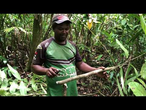 Fishing. Kura. Solomon Islands.
