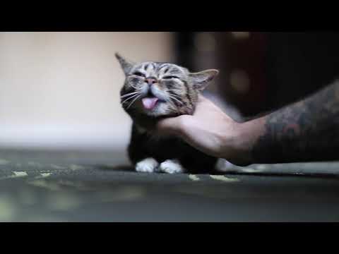Farewell Lil BUB: In Loving Memory (official owner memorial)