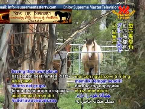 Save the Brumbies: Embracing Wild Horses of Australia (1/2)