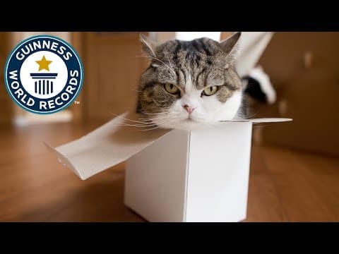 Maru - the most watched animal on YouTube