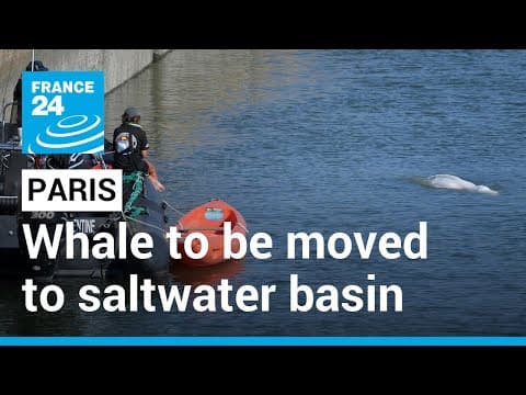 Beluga stuck in Seine river: Rescuers to move whale to saltwater basin • FRANCE 24 English