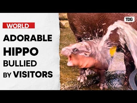Moo Deng is troubled by visitors after becoming international sensation