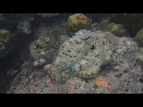 Uepi Island Resort Octopus