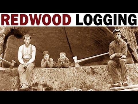 A century of redwood logging