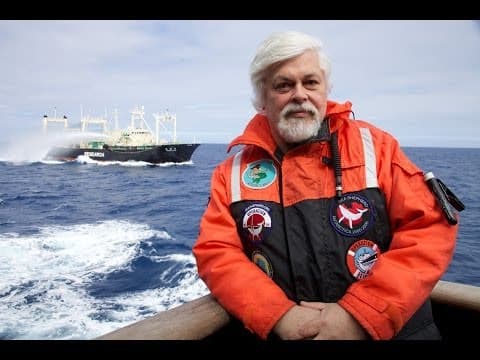 The Stream - Ocean defenders