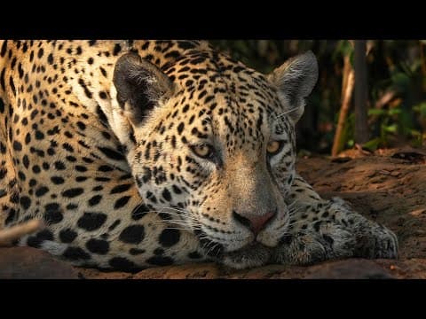 The jaguar's shrinking world