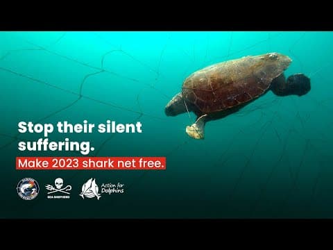 Stop their silent suffering. Make 2023 shark net free.
