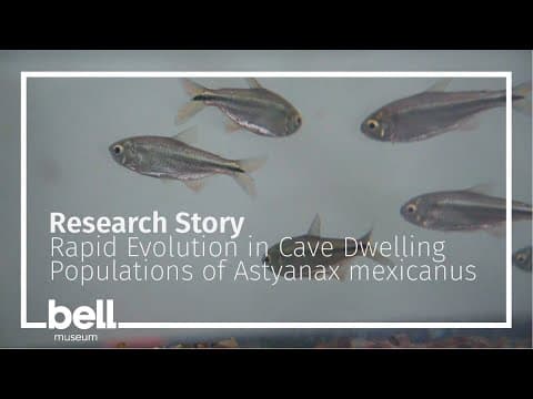 Rapid Evolution in Cave Populations of the Mexican Tetra