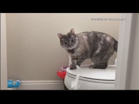 Cat with Hawaii ties basks in internet fame