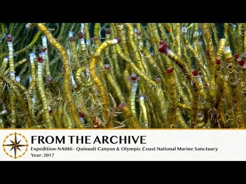 Life at Extremes: Biology of Brine Pools and Methane Seeps - 2014 (Remastered!) | Nautilus Live
