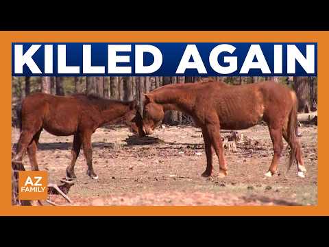 Full moon killings: Wild horses found shot in eastern Arizona forest