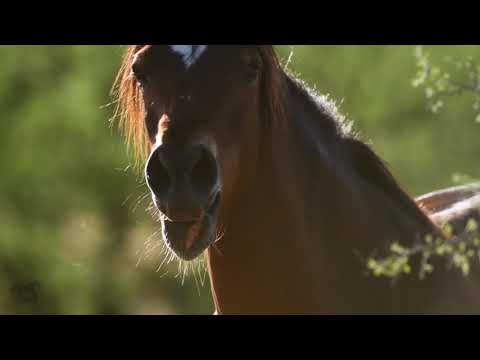 Salt River Wild Horses - The story of a baby horse separated from his mother (4K with audio)