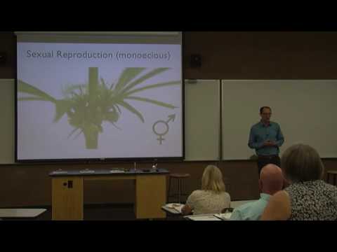 Cannabis genotypes, phenotypes and chemotypes