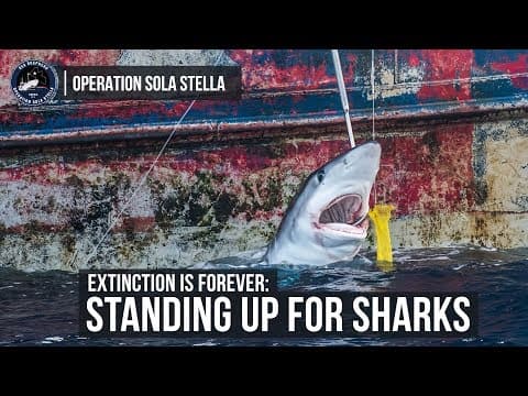 Standing Up for Sharks