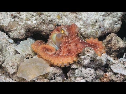 Australian Mesophotic Coral Examination - Wrapping Up at Ashmore Reef - FK210409