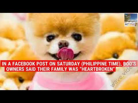'World's cutest dog' Boo dies