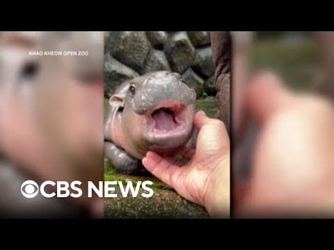 Baby hippo Moo Deng draws a crowd